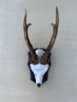 Sort opsatsplade til buk formet som våbenskjold monteret med svensk skovbuk.