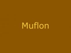 Muflon