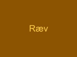 Ræv