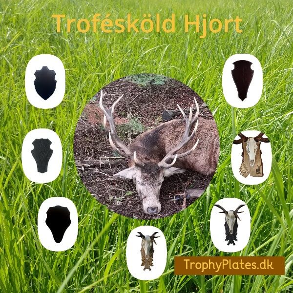 Trofésköld Hjort