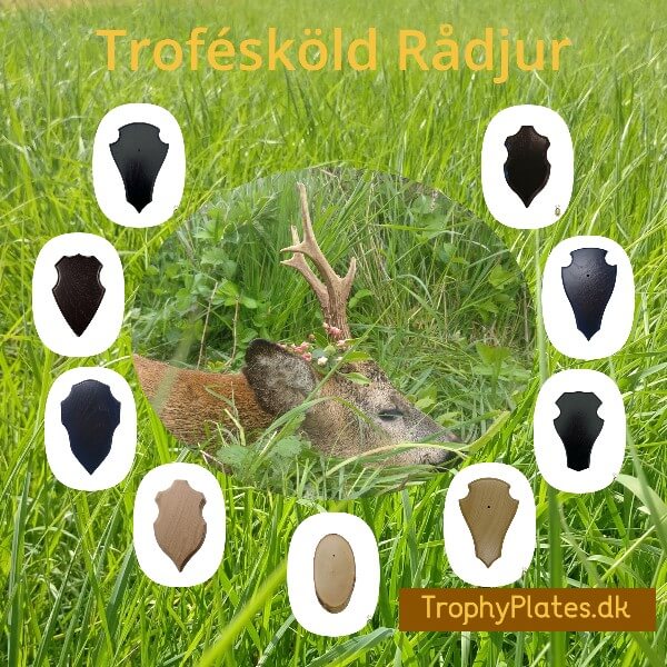 Trofésköld Rådjur