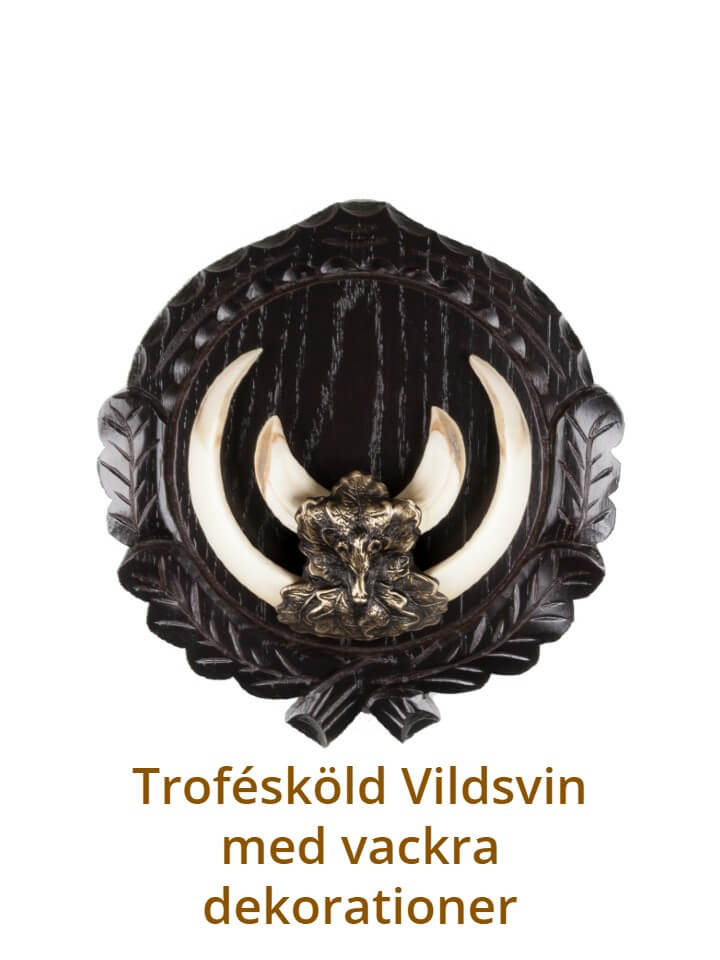 Trofésköld Vildsvin med vackra dekorationer - Mörk ek