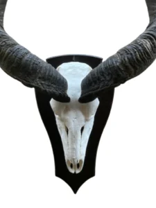 Gnu (Black wilde beest) på stor elgplade model B størrelse 55 cm