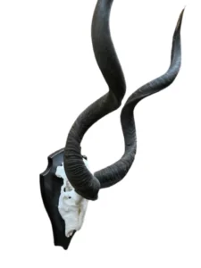 Kudu på stor elgplade model B størrelse 55 cm